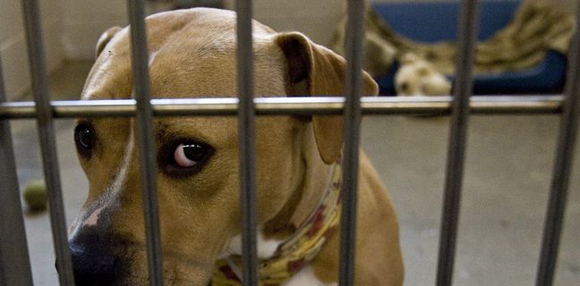 Dordogne: Jugée pour avoir laissé ses chiens mourir de faim...