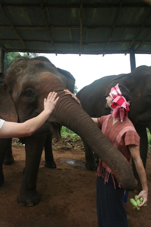 Depart pour le Nord Thailande.
Escale "obligee" a Chiang Mai. Visie de temples, nombreux dans la vieille ville. Training d'elephants.- Pai reggae fest