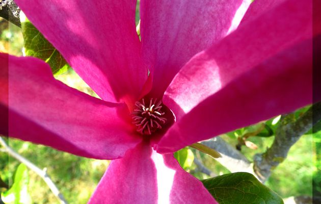 BDIV REPORTER -93- Magnolia à fleurs de lys pourpres