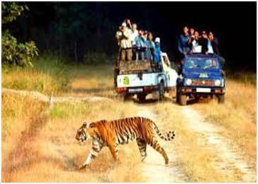 Jungle Safari in Rajaji National Park Rishikesh/ Krishna Holidays 