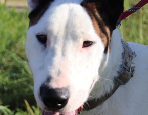 SOS POUR TYRON mâle croisé bull-terrier bientôt 2 ans né le 15 janvier 2022- collier 012496