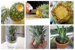 Comment faire pousser facilement des plantes chez...