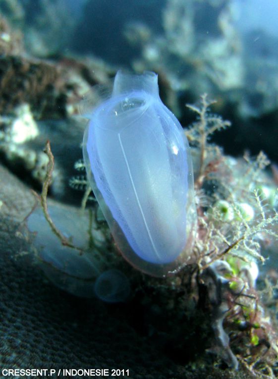 Manado et île de Bunaken, Banka, Lembek