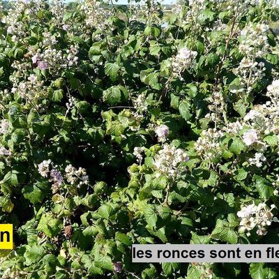 Ronces et mûres été 2019 aux Sables d'olonnes