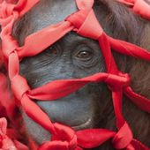 L’huile de palme fait de nouvelles victimes à Bornéo