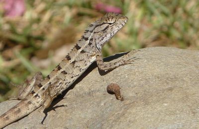 Une découverte dans le jardin