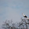 Couple de cigognes