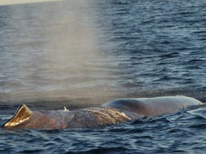 201540526 - Physeter macrocephalus - Grand cachalot - Andenes (Norvège)