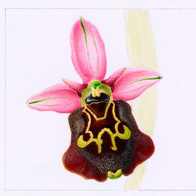 Orchidée bourdon