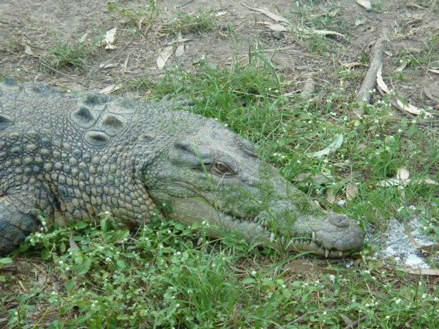 Album - 20.Australie-East-Coast