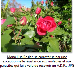 Mes rosiers  répertoriés en automne 2023 …. 