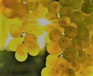 #Sherry Wine Producers Michigan Vineyards p2
