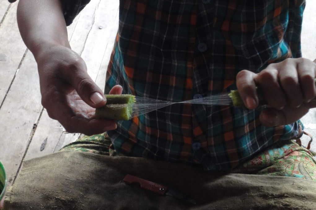 Avec la famille Son, je découvre le tissage à base de fibre de lotus. Très répandue sur les rives Lac Inlé, cette pratique demande un travail de longue haleine. Une fois le lotus recolté, il faudra moins de 24h pour récupérer la fibre à l'intérieur de la tige avant que celle-ci ne fane. Seuls les bouddhistes peuvent travailler le fil de lotus. Selon la légende, à peine né, Bouddha aurait marché et qu'à chacun de ses sept pas, une fleur de lotus a poussé.