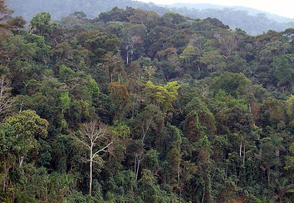 Le sable du Sahara fertilise l'Amazonie