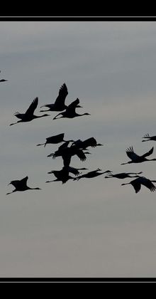 Grues dans le pays Derrois