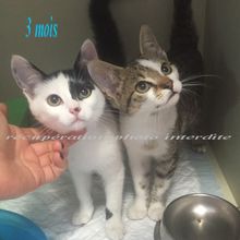 Deux chatons mâle 3 mois trouvés sur Machecoul-Saint-Même 44270