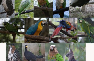 Quelques photos d'oiseaux de Guyane