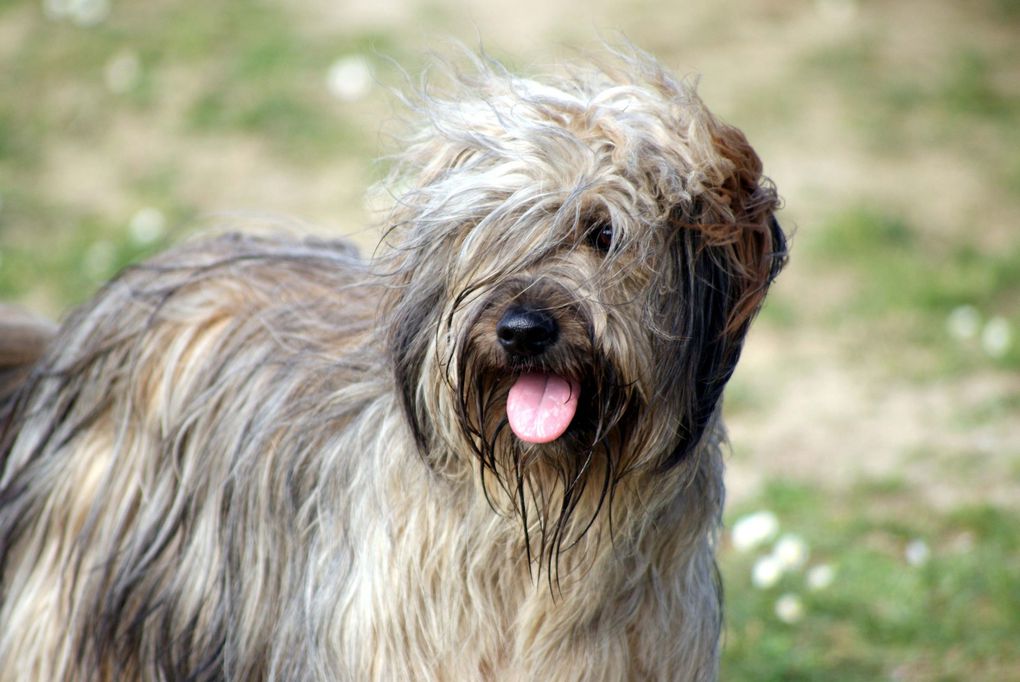 Chiens et chats divers rencontrés ou gardés chez moi... ou en visite !!