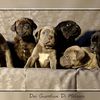 Chiots Cane Corso