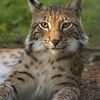 LES CARACTERISTIQUES DU LYNX