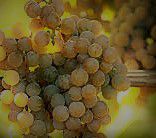LaCrescent Wine Producers Wisconsin Vineyards
