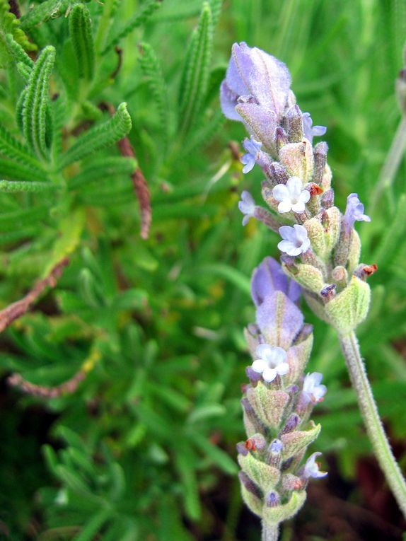 Fleurs et plantes diverses