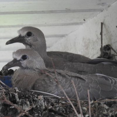 Le nid de tourterelles - avril 2025...