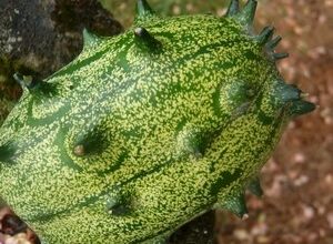 Le kiwano ou melon à corne