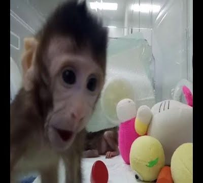 Deux singes clonés, mais des retombées douteuses