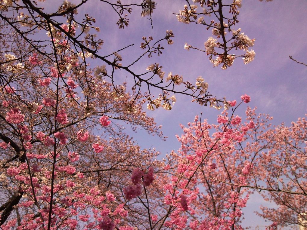 Avant que le printemps n'arrive nous avons passé un weekend au ski avec l'association des français du Japon, puis les fleurs des Sakura si attendues ici sont arrivées!