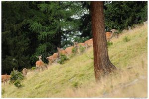 le bonheur est dans la clairière