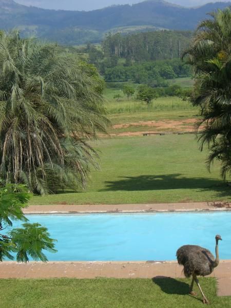 <p><strong>SWAZILAND (cf. article &quot;De l'Afrique du sud au Swaziland&quot;)</strong></p>
<p>Incwala (les photos sont du photographe car je n'avais pas le droit d en prendre, les 2 photos avec beaucoup de monde sont celles de l incwala final de l anne derniere, les autres ont ete prises le 22 decembre), piscine de l hotel du Milwane Wild Life Sanctuary, rafting usutu river</p>