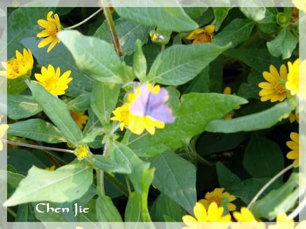 Voici quelques photos de la Faune et de la Flore chinoise.<br />En de nombreux points, vous les verrez semblables aux nôtres, mais en d'autres... <br />Je vous laisse profiter de cette escapade naturelle dans une Nature riche et prolifique, malheure