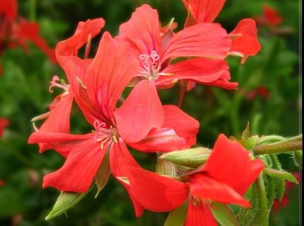 les plus belles fleurs sont encore plus belles de près, regardez bien les détails, vous serez étonnés.