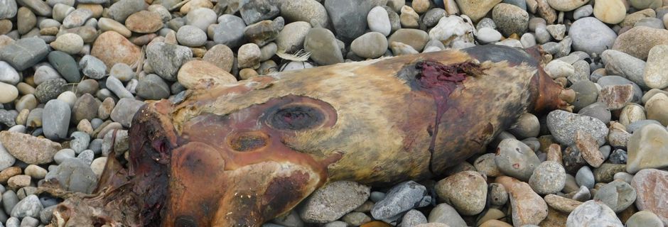 Cadavre d'un mammifère marin à la Baie des Trépassés