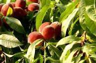 #Peach Wine Producers Wisconsin Vineyards