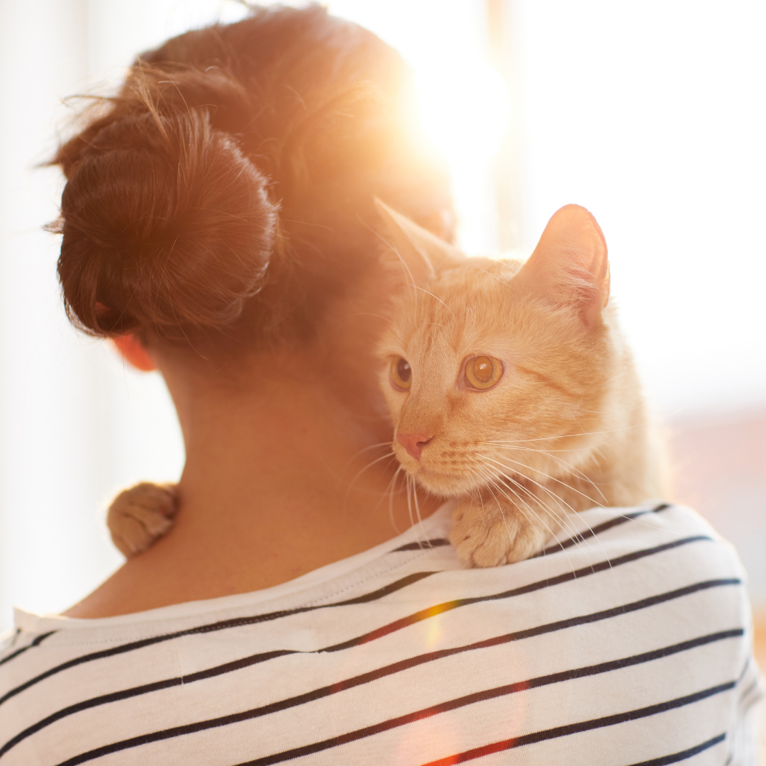 pheromones chat - Une Belle Vie De Chat : un blog sur le chat !