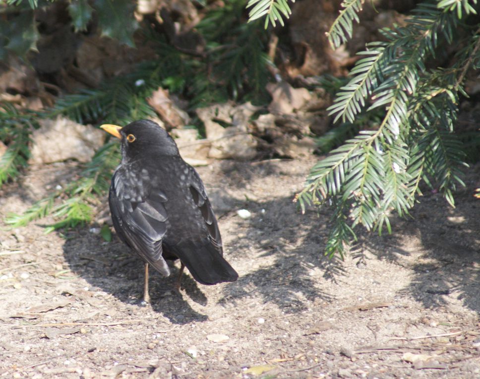 oiseaux de nos campagnes