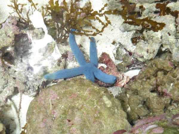 Album - Aquarium-de-Noumea