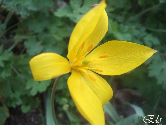 Une fleur jaune dont je n'ai pas le nom mais qui m'a fascinée...