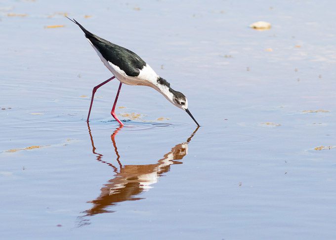 Oiseaux de la forêt de Fontainebleau et d'ailleurs