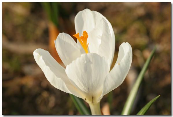 Album - fleurs-et-feuilles