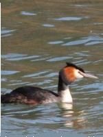 Verdier, grèbe huppé, canard souchet parfaitement reconnaissable à son bec puis mésange bleue. 