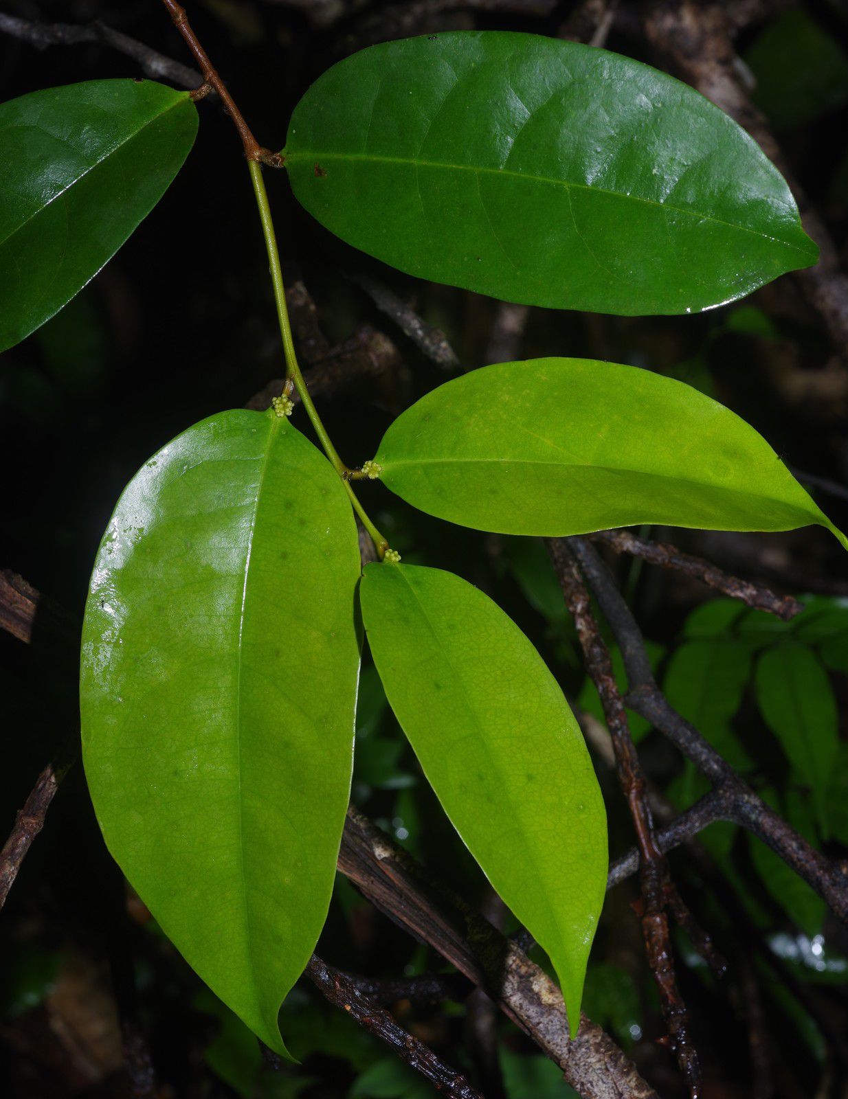 Tapura guianensis