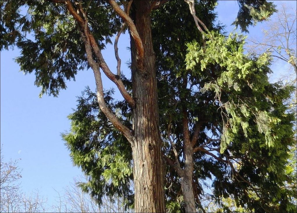 Arbre remarquable à Paris