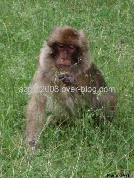 macaques de Barbarie (Macaca sylvanus) ou singe magot, dans une forêt de cèdres du moyen-Atlas marocain