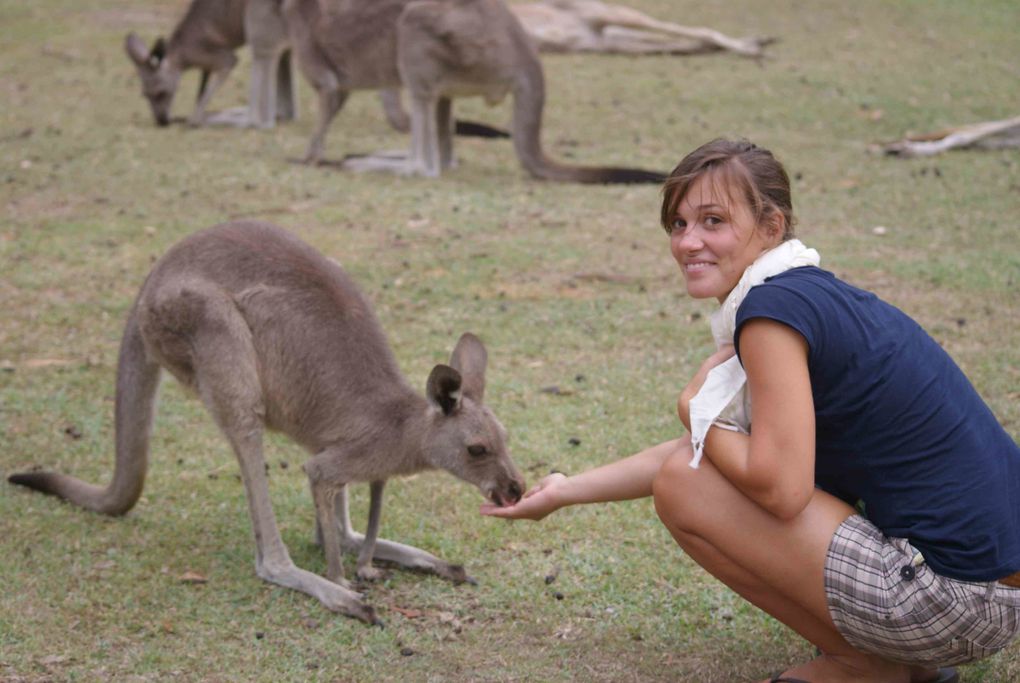 Album - Back-in-NSW