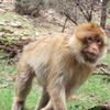 Portrait de macaque en mouvement dans les sous-bois marocains