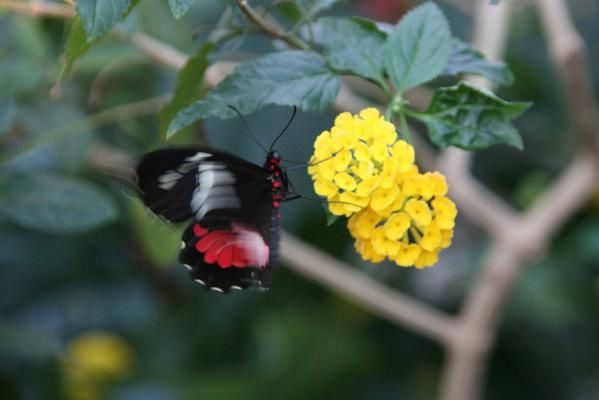 Album - jardin-botanique