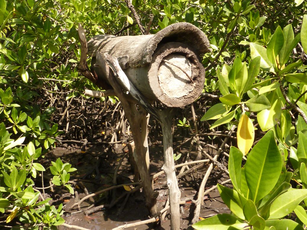 Les ruches traditionnelles dans la mangrove.